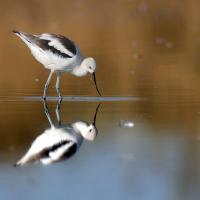 Hamilton Wetlands Birds