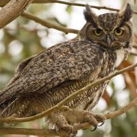 Evening at Roy's Redwoods