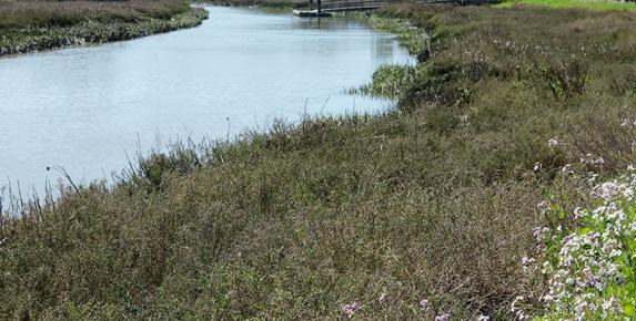 McInnis Park Restoration