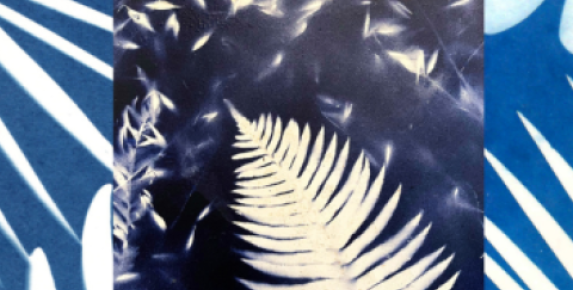 Botanical Printmaking at Marin Art and Garden Center