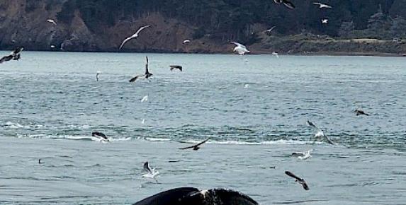 Wildlife Tour of San Francisco Bay