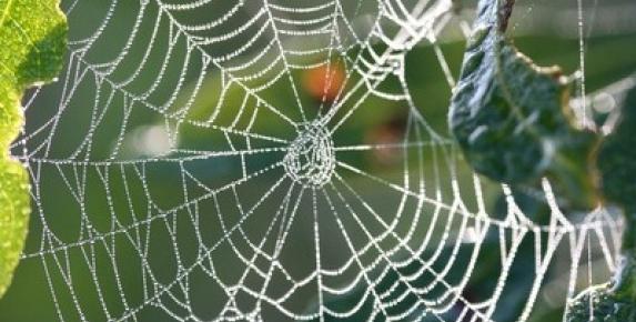Lake Lagunitas Spiders