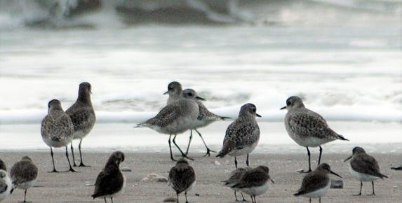 Limantour Birds