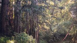 Indian Tree