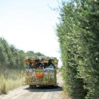 Ultimate Apple Trolley Experience at Gold Ridge Organic Farms
