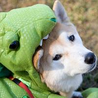 Howl-O-Ween Celebration at The Village Corte Madera