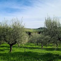 Olio Nuovo Experience at McEvoy Ranch