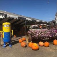 Pronzini Pumpkin Patch