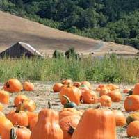 Nicasio Pumpkin Patch Open Daily, September 26 - November 2, 202…