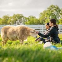 Sheep Meditation at Charlie's Acres Farm Animal Sanctuary