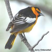 Build Your Own Birdbox