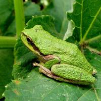 Lecture: Amphibians of Marin