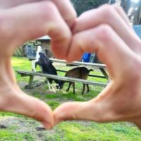 Slide Ranch Family Farm Day: Valentine's Themed