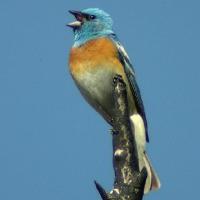 Loma Alta Birds and Blossoms