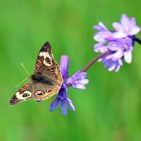 Indian Valley Butterflies