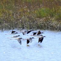 Corte Madera Marsh