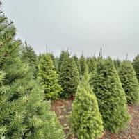 Pronzini Christmas Trees