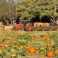 Mickelson Pumpkin Patch in Petaluma