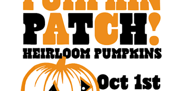 Honor System Pumpkin Patch at Marin Country Mart