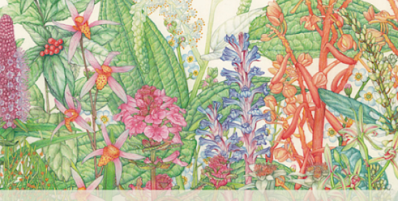 28th Annual International Exhibition of Botanical Art at Marin A…