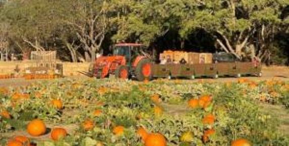 Mickelson Pumpkin Patch