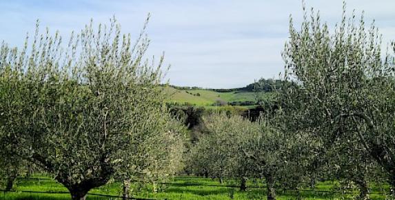 Olio Nuovo Experience at McEvoy Ranch