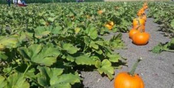 Petaluma Pumpkin Patch and Amazing Corn Maze