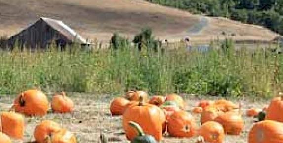 Nicasio Pumpkin Patch Open Daily, September 26 - November 2, 202…