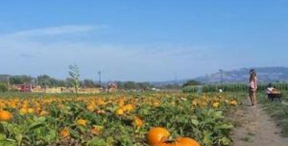 Santa Rosa Pumpkin Patch