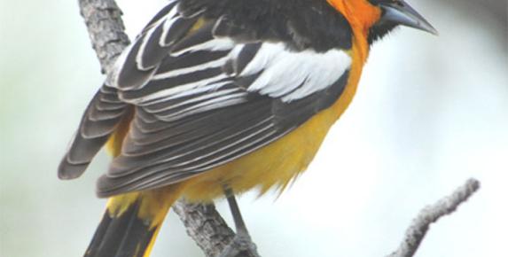 Build Your Own Birdbox