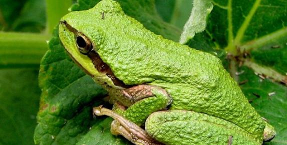 Lecture: Amphibians of Marin