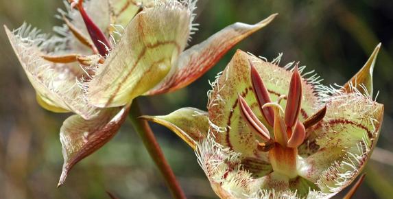 Rare Plants of the Tiburon Peninsula