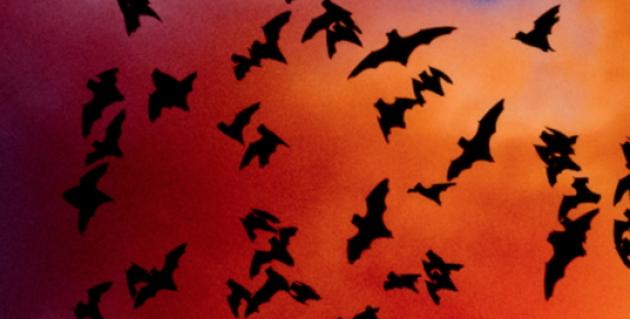 Marin Symphony Pops 2026: Bats & Bugs & Birds, Oh My! at…