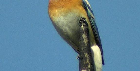 Loma Alta Birds and Blossoms