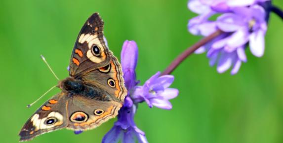 Indian Valley Butterflies
