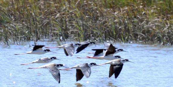 Estero Trail