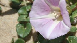 Abbotts Lagoon Plants